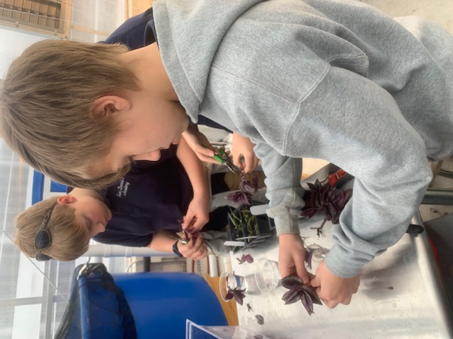 children in botany class examining plants